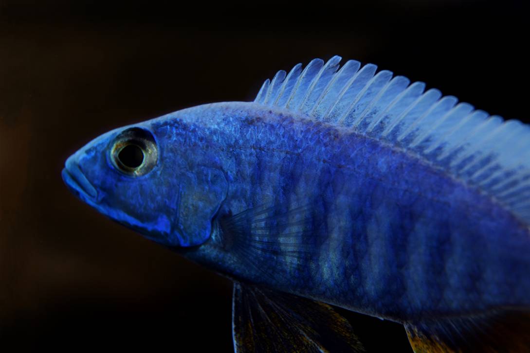 Electric Blue Hap