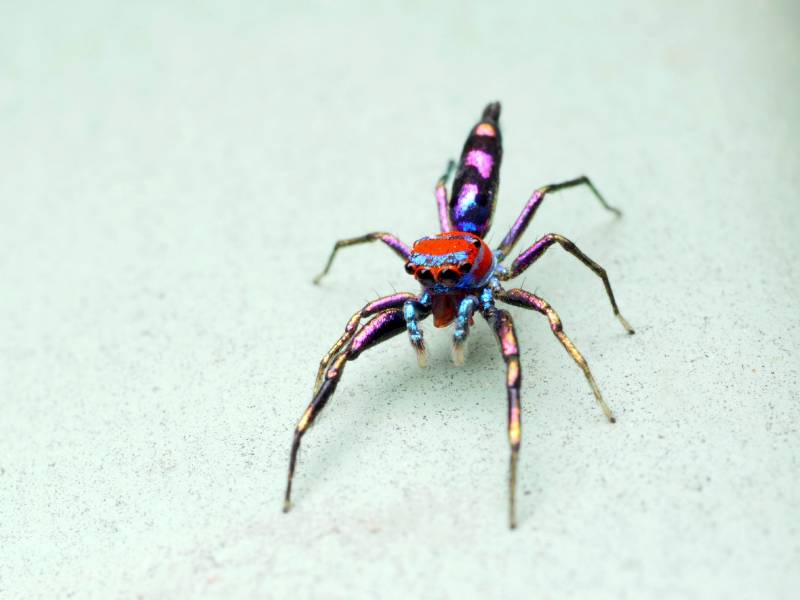 Elegant golden jumping spider