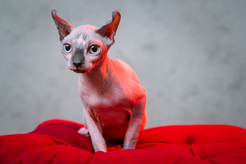 Elf cat sits on the red pillow on grey background