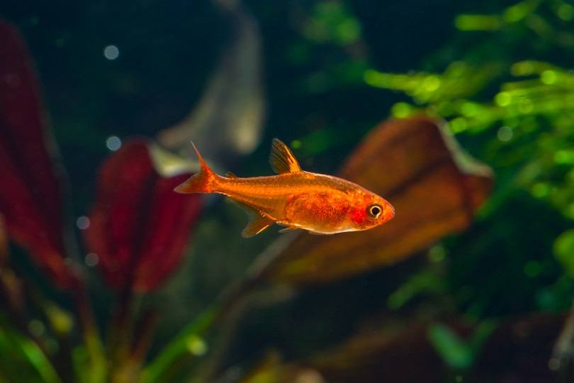 Ember-Tetra-or-Hyphessobrycon-amandae