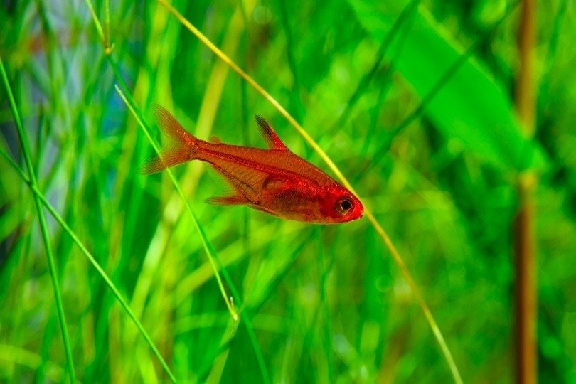 Ember-Tetra-or-Hyphessobrycon-amandae2