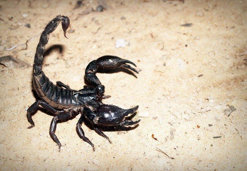 Emperor Scorpion
