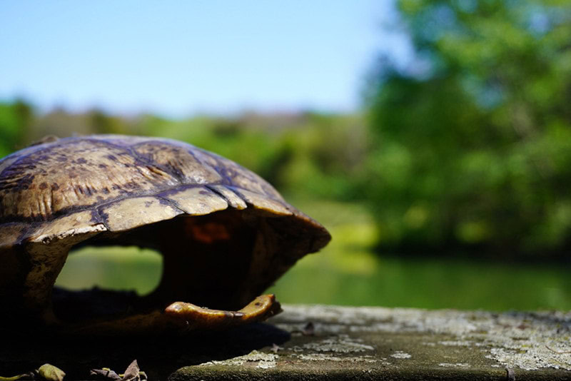 Empty turtle shell