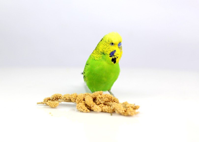 English Budgie Parakeet