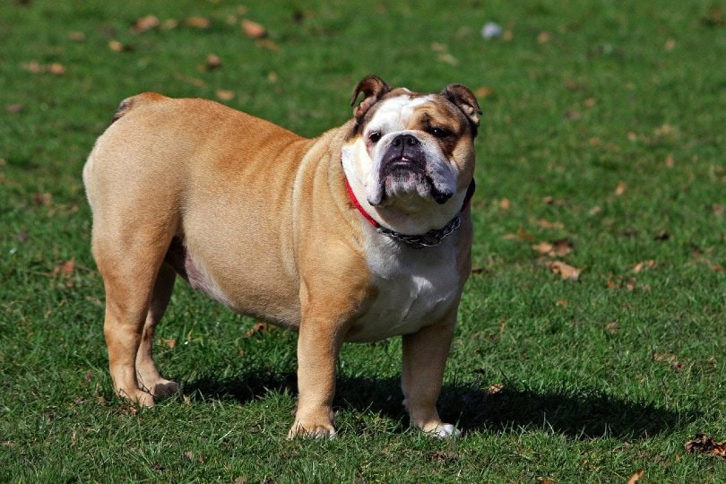 English Bulldogs_No-longer-here, Pixabay