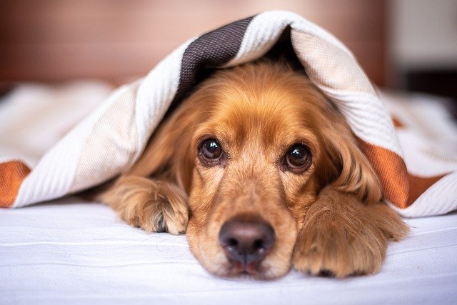 English Cocker Spaniel Under Blanket