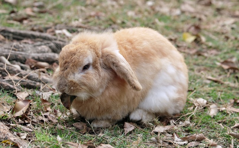 English Lop Eared Rabbit
