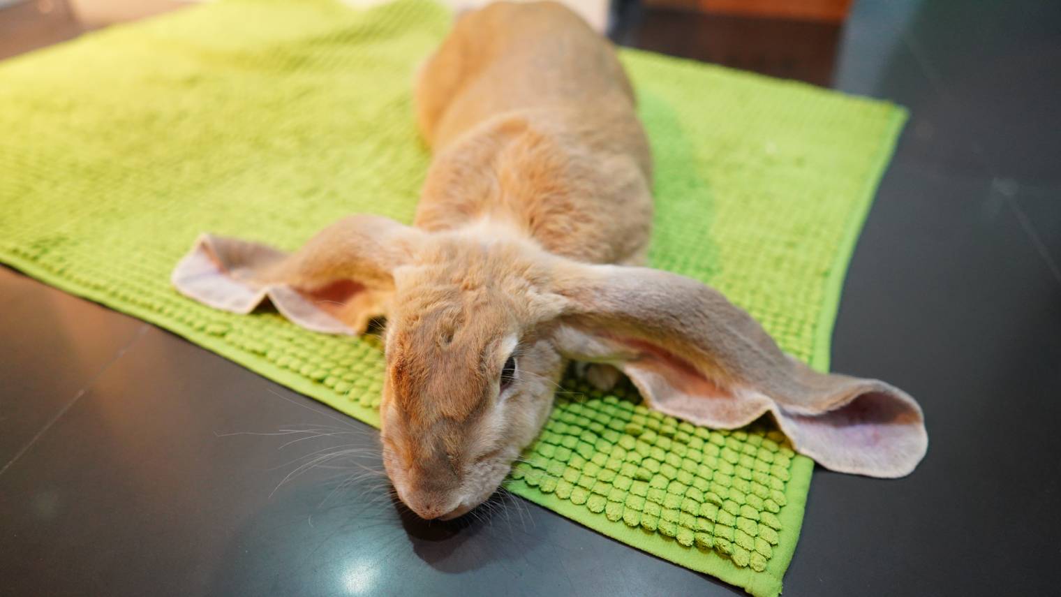 English Lop rabbit