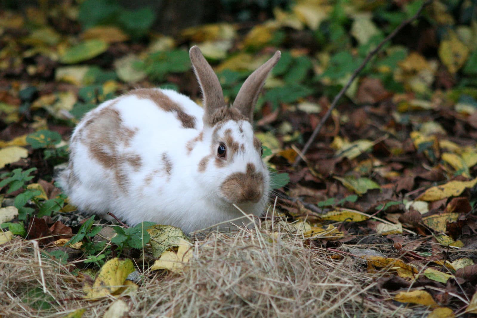 English Spot Rabbit Chocolate