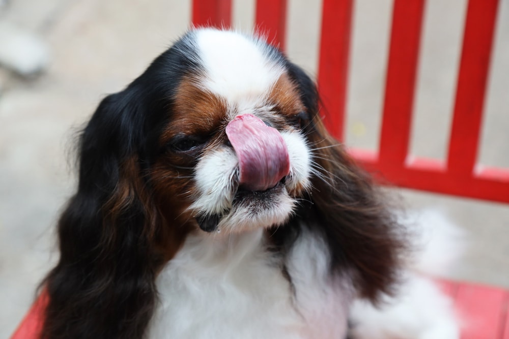 English Toy Spaniel or King Charles Spaniel