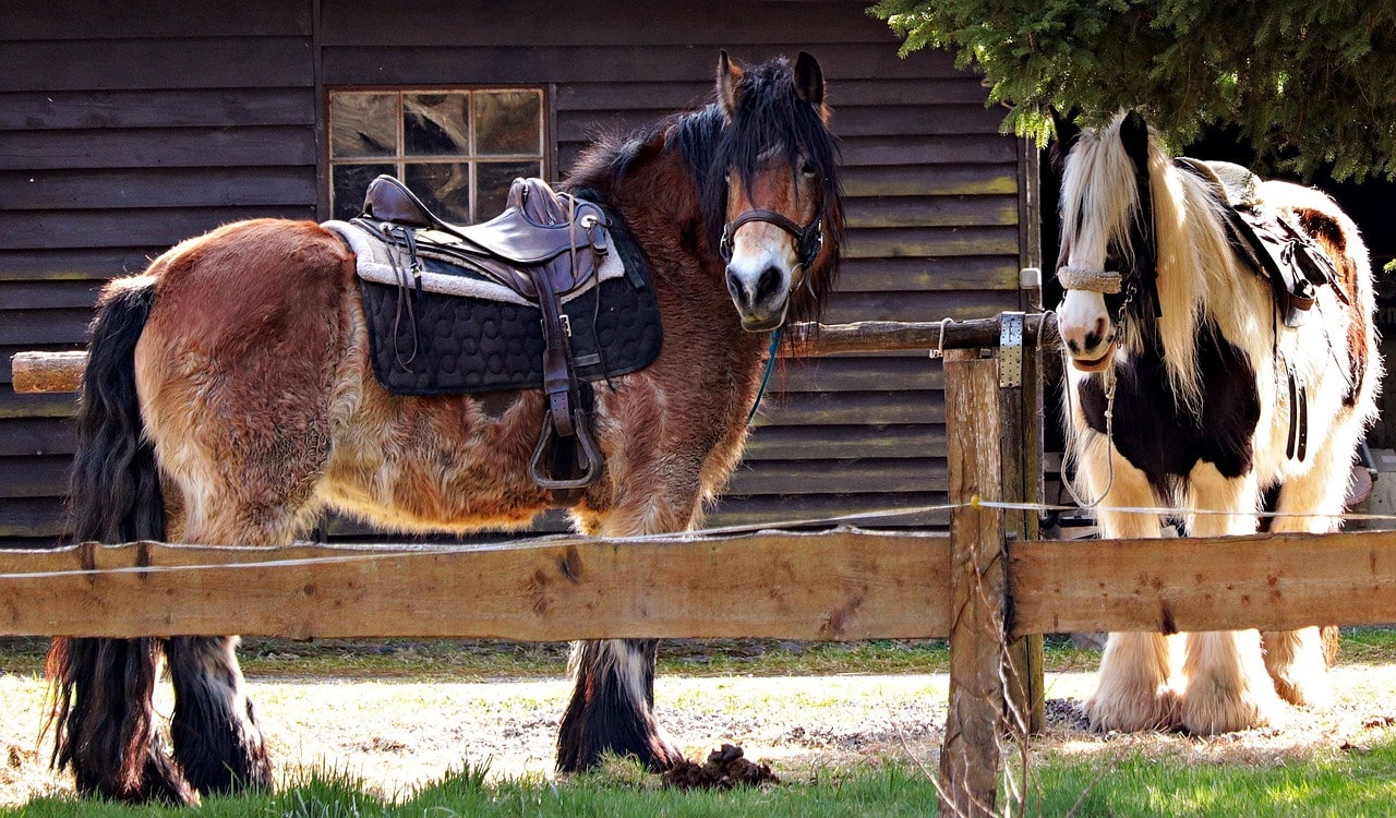 Equusite