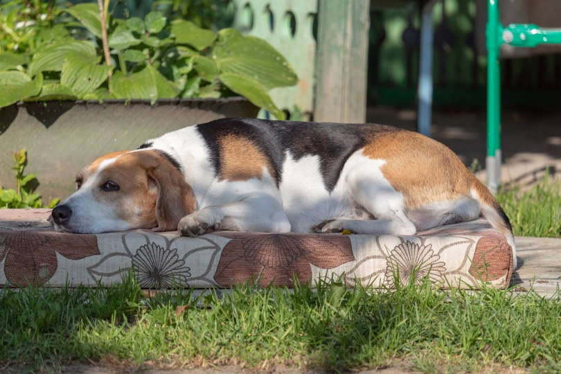 Estonian hound dog