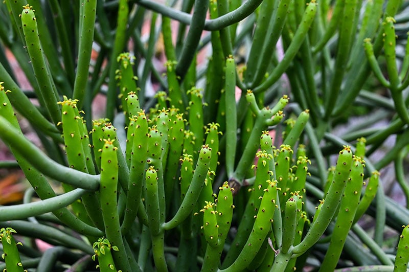 Euphorbia tirucalli in the park