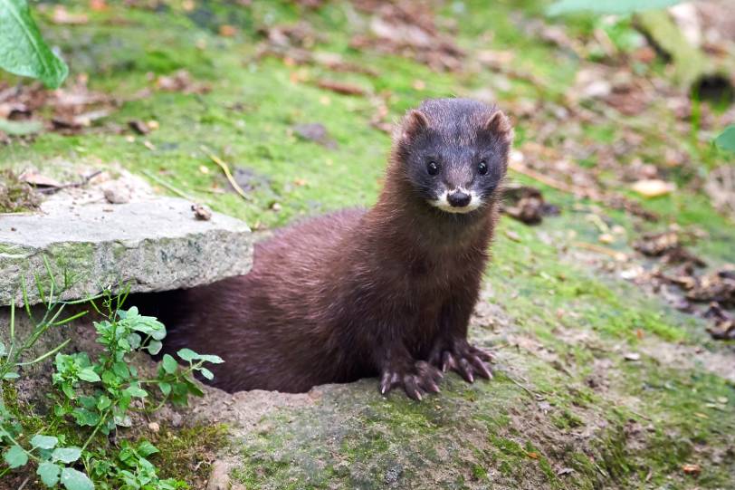 European Mink