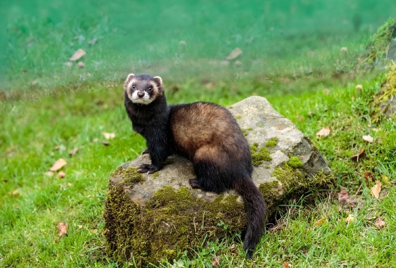 European polecat