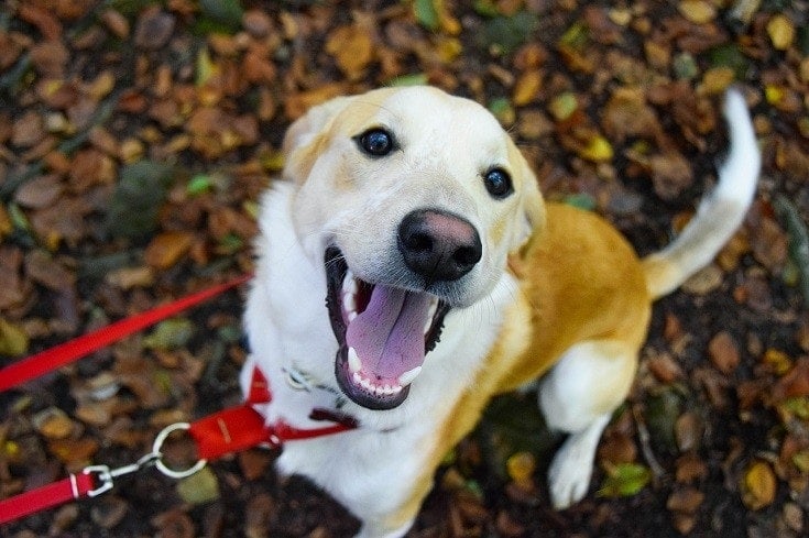 Excited dog outdoors