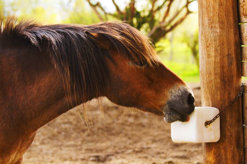 Exmoor Pony draws out the reservation salt lick