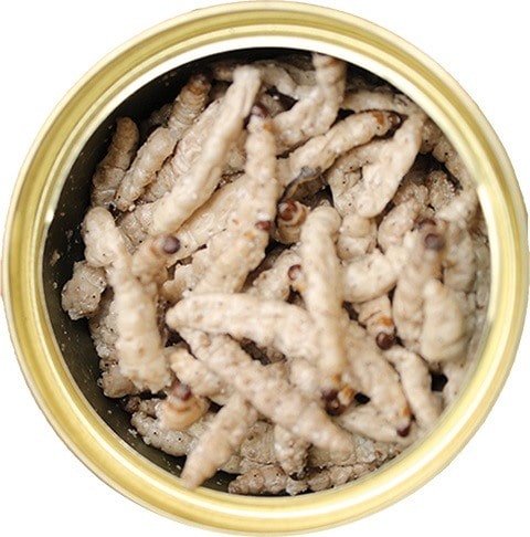 Exotic Nutrition Caterpillars Hedgehog Treats