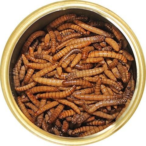 Exotic Nutrition Mealworms Hedgehog Treats
