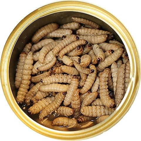 Exotic Nutrition Wax Worms Canned Hedgehog Treats
