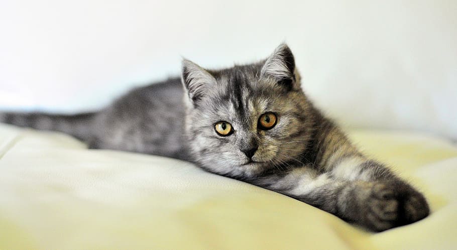 Exotic Shorthair Black