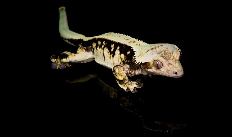 Extreme Harlequin Crested Gecko