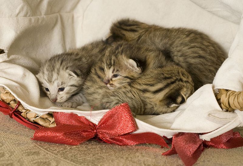 F2 Savannah Kittens