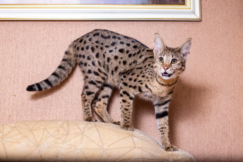 F2 savanna cat indoor