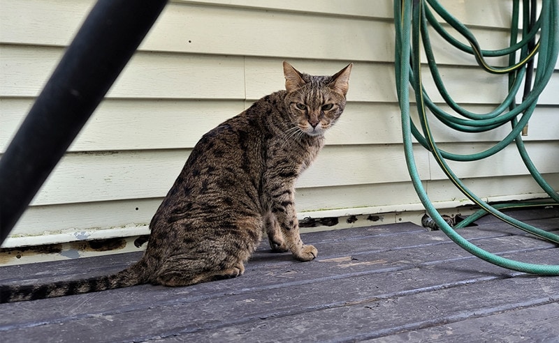 F3 Savannah Cat