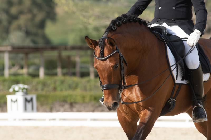 Face portrait of a shiny bay spanish horse in a dressage competition