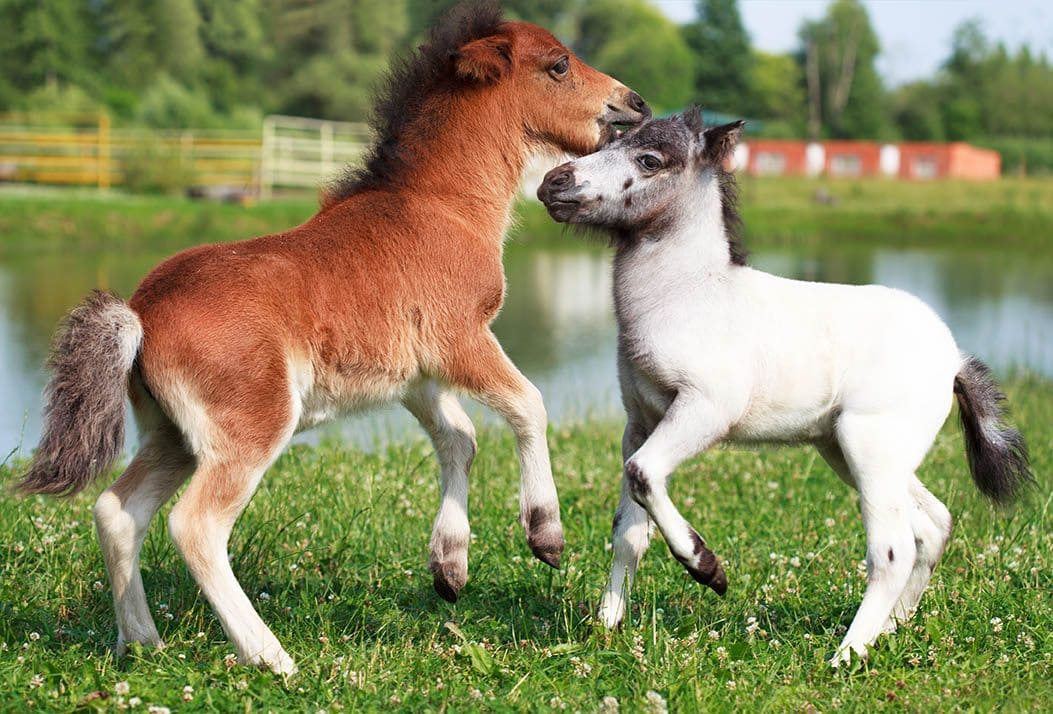 Falabella Horses