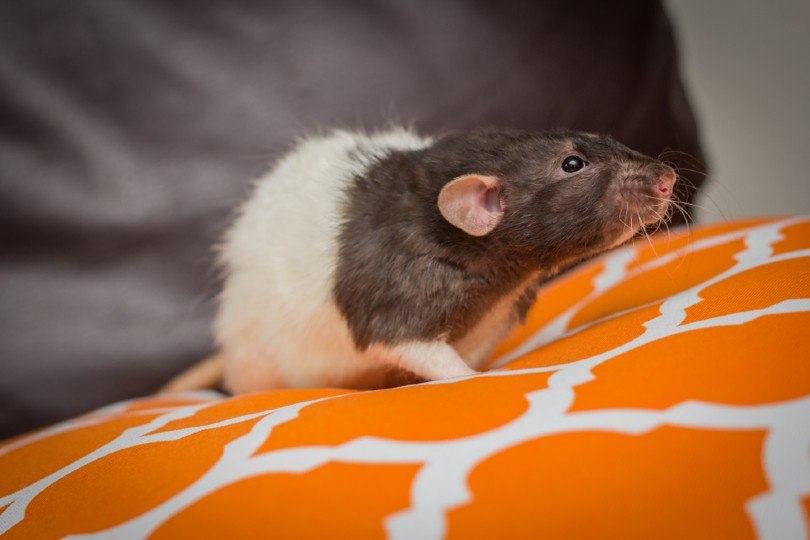 Fancy agouti-colored dumbo rat