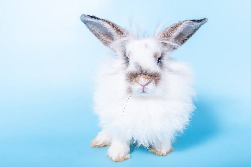 Fat rabbit white fur and long ears_Anatta_Tan_shutterstock