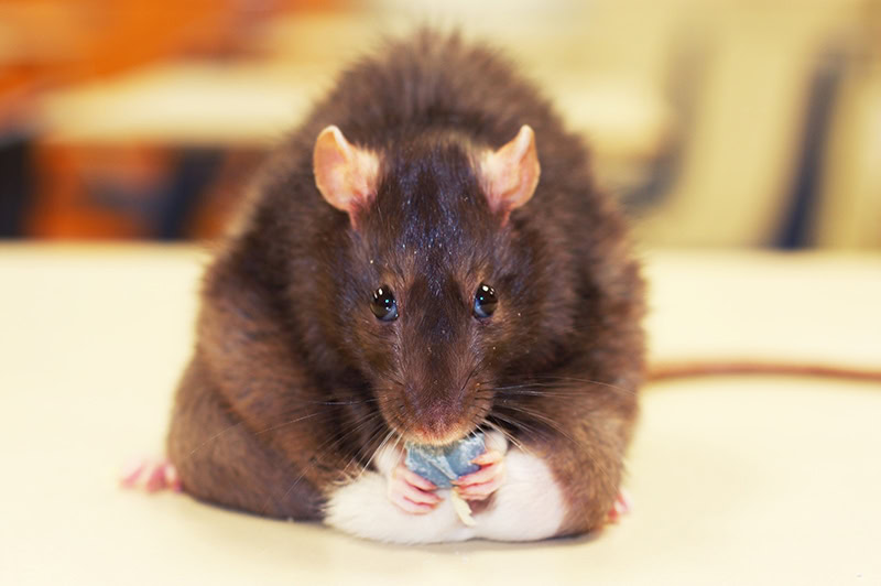 Fat rat eating a snack