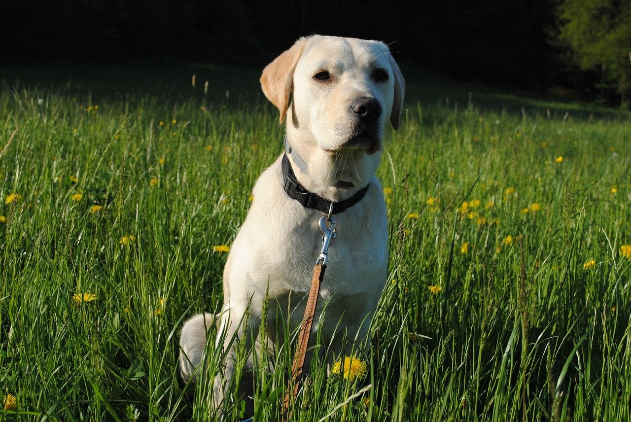 Fawn Labrador Retriever