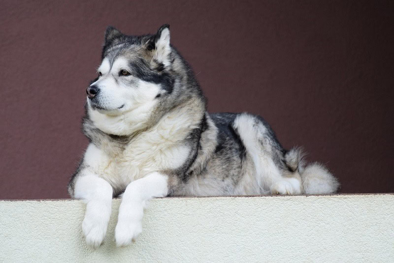 HUSKY