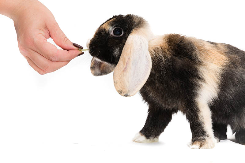 Feeding Rabbit