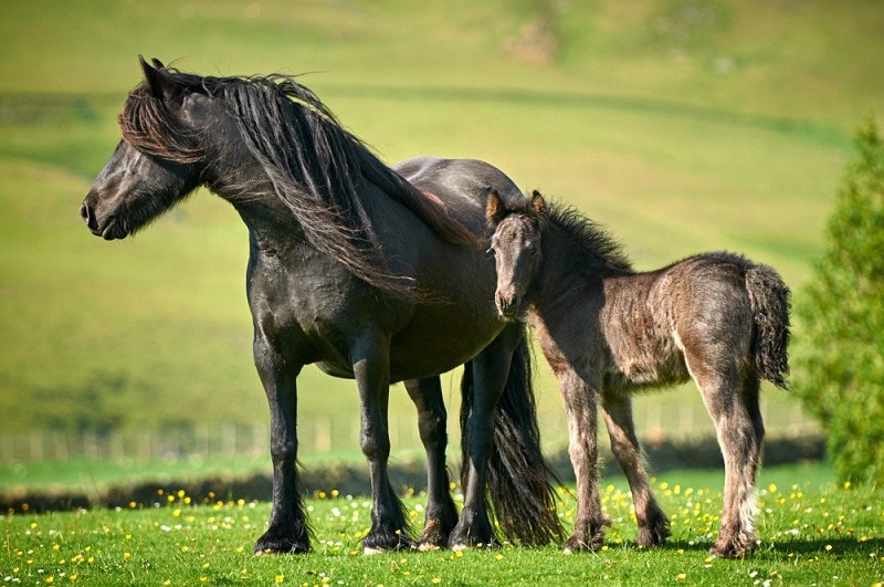Fell Pony mare with foal_Shutterstock_Nicole Ciscato
