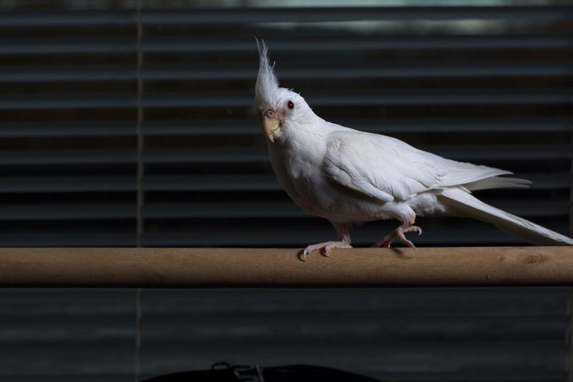 Female albino cockatiel_Gary_Ellis_Photography_shutterstock