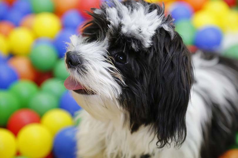 Female havanese