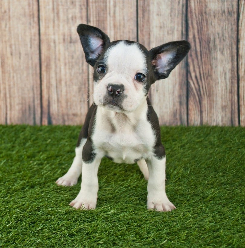 Fenchton puppy standing in the grass outdoors_JStaley401_shutterstock