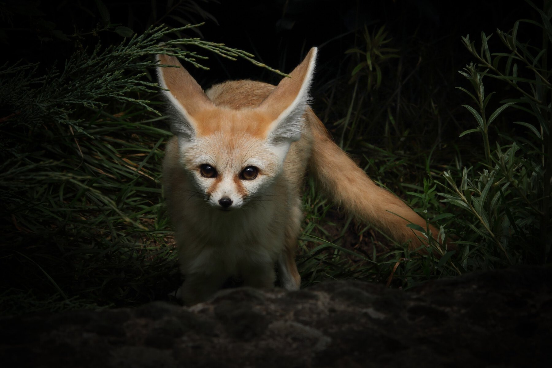 Fennec Fox front view_Pixabay