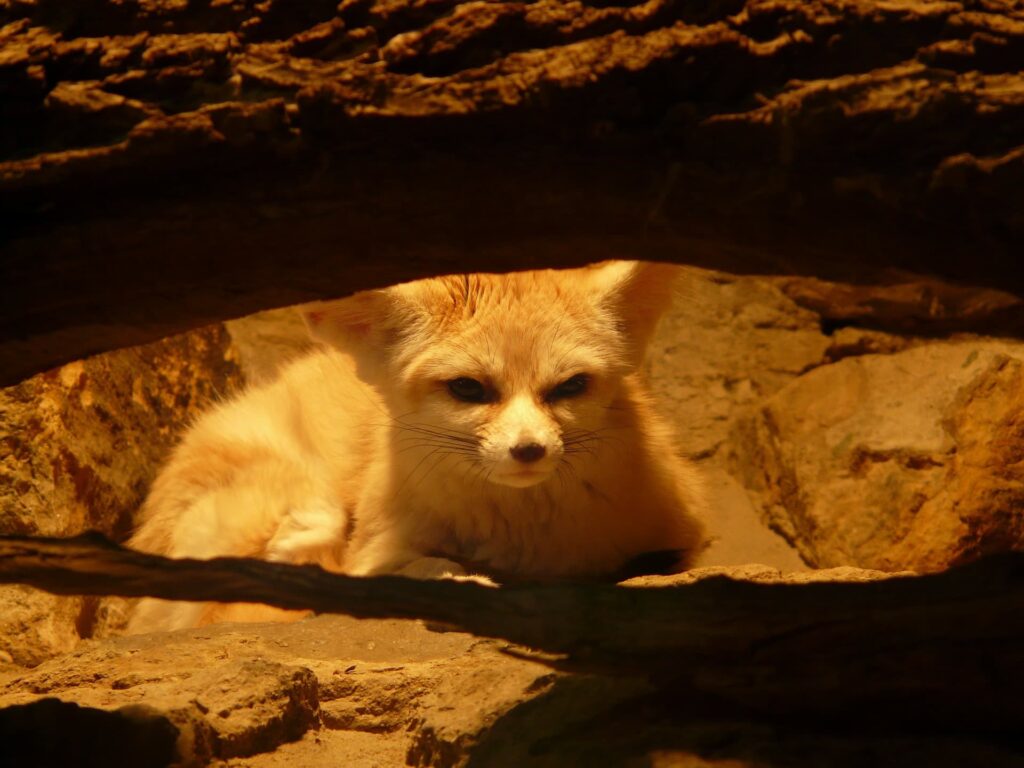 Fennec Foxes in the cage_Pixabay