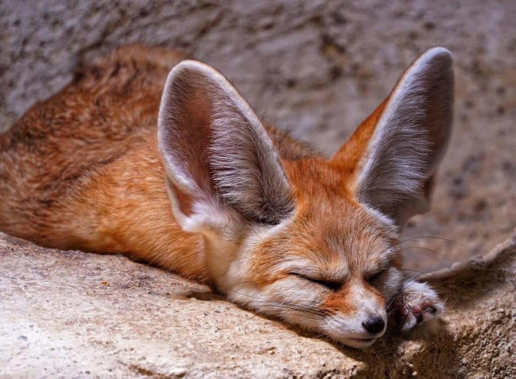 Fennec Foxes sleep_Pixabay
