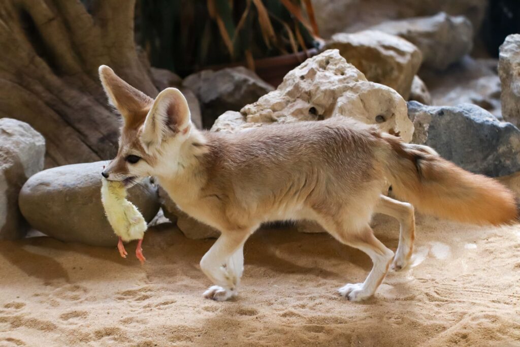 Fennec Foxes_Pixabay