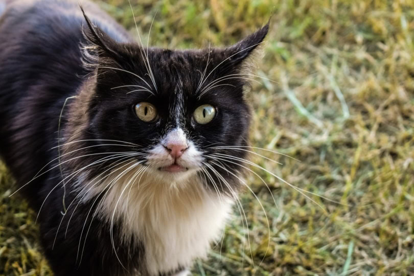 Feral cat getting acclimated to home