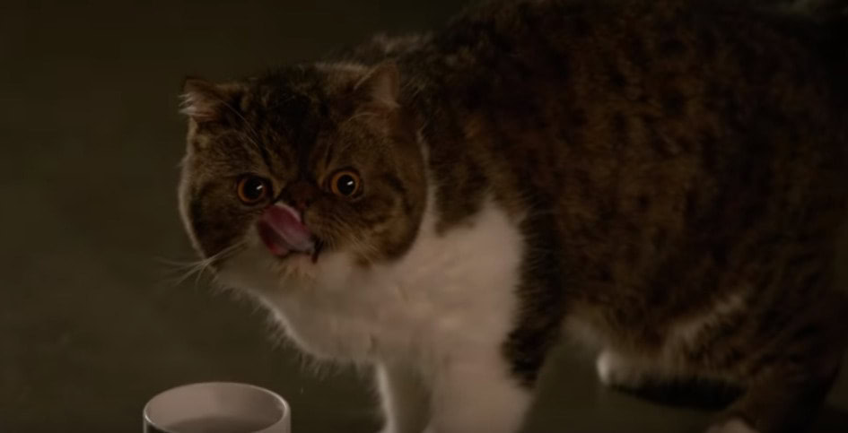 Ferguson FOX's 'New Girl Sitcom Series