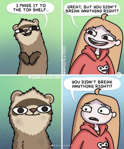 Ferret Antics
