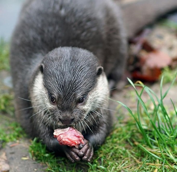 Ferret Pork