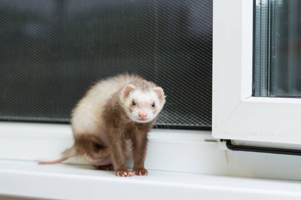 Ferret Scratching